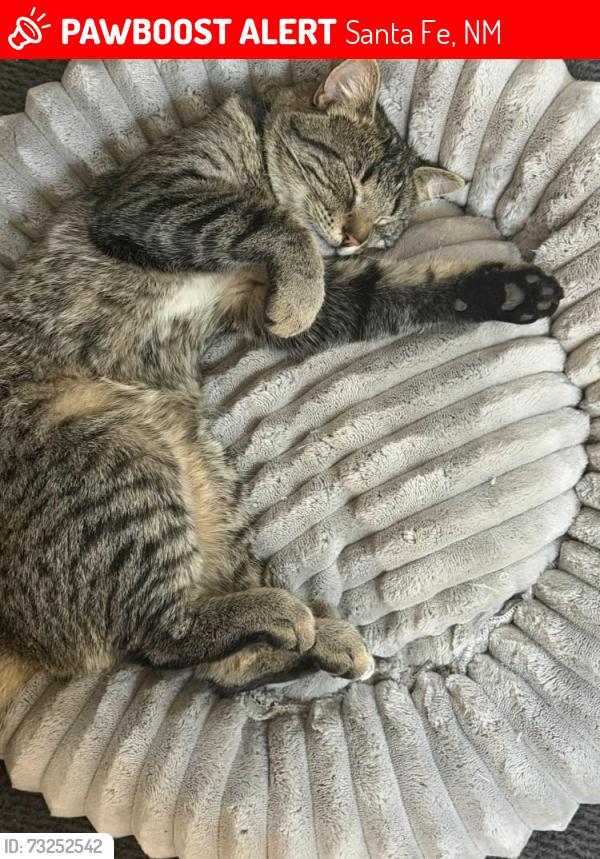 Lost Male Cat last seen Sandia and North fork, Santa Fe, NM 87508