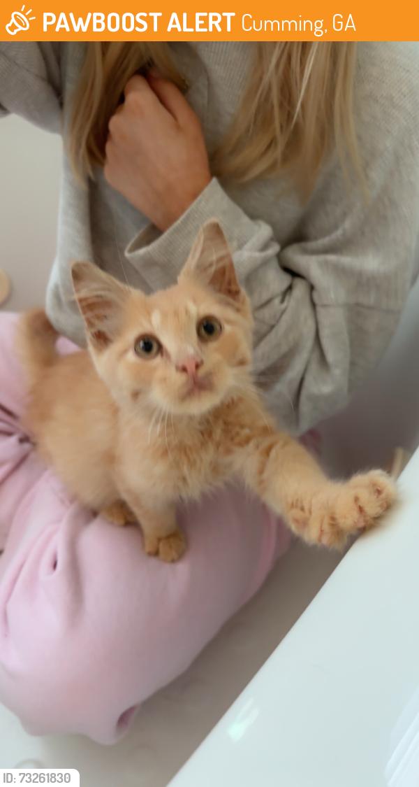 Found/Stray Unknown Cat last seen Vision dr - Cumming City Center, Cumming, GA 30040