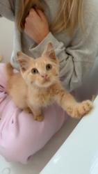 Found/Stray Unknown Cat last seen Vision dr - Cumming City Center, Cumming, GA 30040