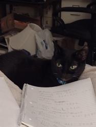 Reunited Female Cat last seen 15 Mile Rd and Ryan//, Sterling Heights, MI 48310