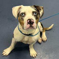 Shelter Stray Male Dog last seen , 980 Guilford College Rd, Greensboro, NC 27409, USA