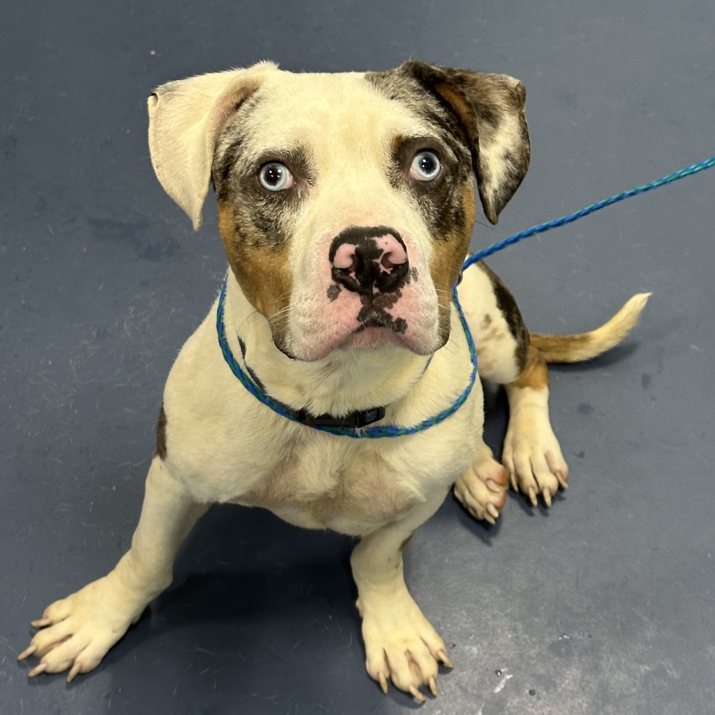 Shelter Stray Male Dog last seen , 980 Guilford College Rd, Greensboro, NC 27409, USA