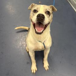 Shelter Stray Male Dog last seen , 980 Guilford College Rd, Greensboro, NC 27409, USA