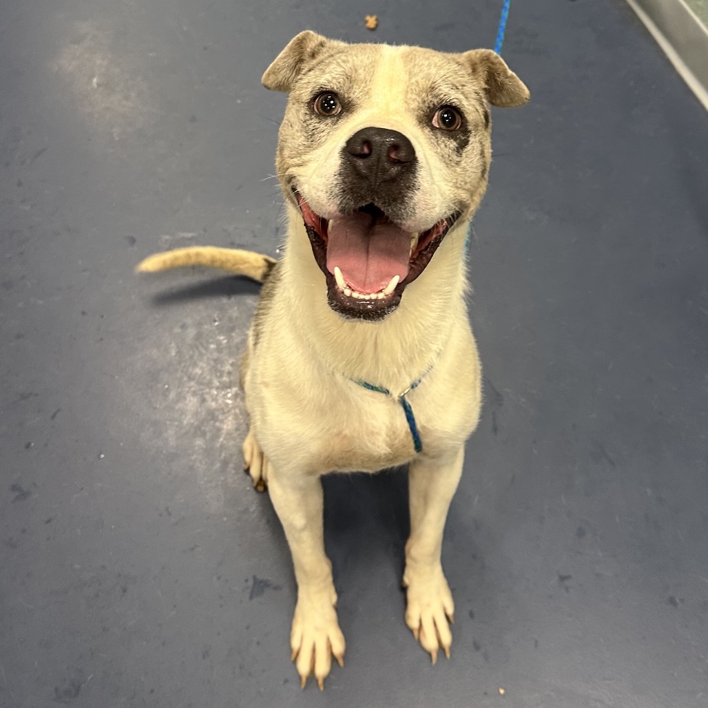 Shelter Stray Male Dog last seen , 980 Guilford College Rd, Greensboro, NC 27409, USA