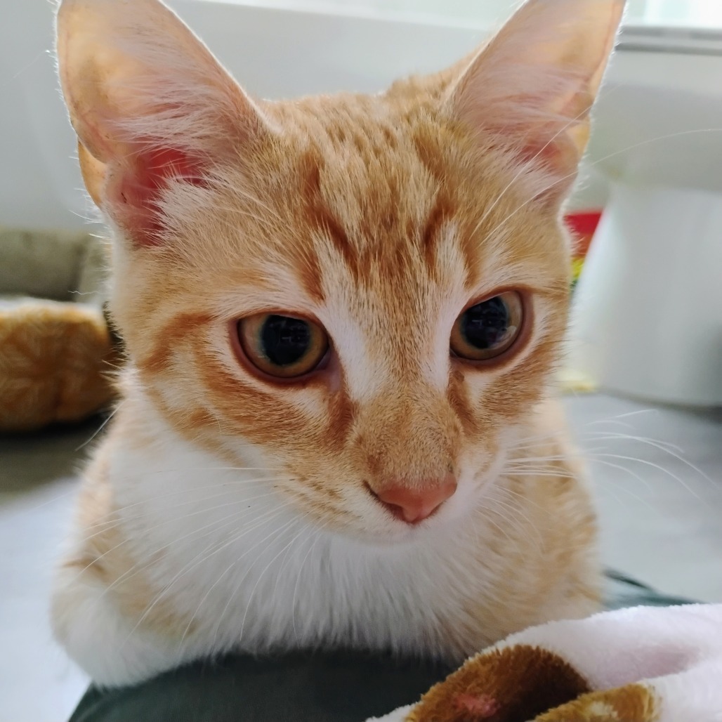 Shelter Stray Male Cat last seen , 980 Guilford College Rd, Greensboro, NC 27409, USA