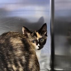 Shelter Stray Female Cat last seen , 980 Guilford College Rd, Greensboro, NC 27409, USA