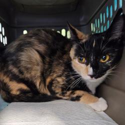 Shelter Stray Female Cat last seen , 980 Guilford College Rd, Greensboro, NC 27409, USA