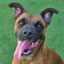 Shelter Stray Female Dog last seen , 3173 K-68 Hwy, Ottawa, KS 66067, USA