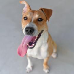Shelter Stray Female Dog last seen , 3173 K-68 Hwy, Ottawa, KS 66067, USA