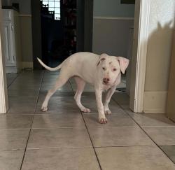 Found/Stray Female Dog last seen Bonnie brea and Vintage Blvd near the police station, Argyle, TX 76226