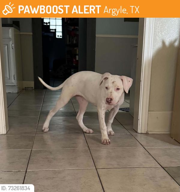 Found/Stray Female Dog last seen Bonnie brea and Vintage Blvd near the police station, Argyle, TX 76226