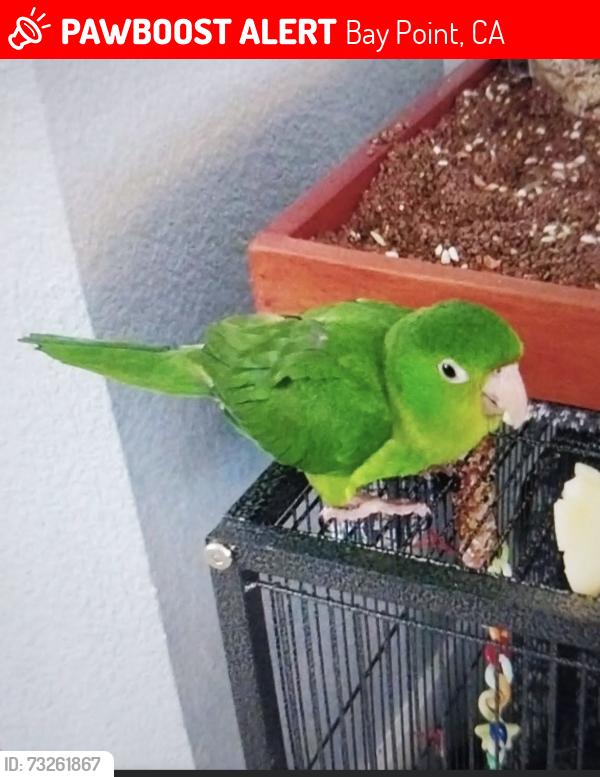 Lost Male Bird last seen Shore acres hse by market, Bay Point, CA 94565