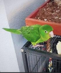 Lost Male Bird last seen Shore acres hse by market, Bay Point, CA 94565