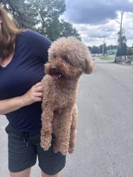 Reunited Unknown Dog last seen Windridge & Hwy 7, Markham, ON 