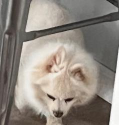 Lost Male Dog last seen Near w 82 nd Street, Los Angeles, CA 90044