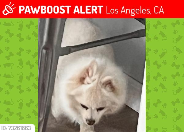 Lost Male Dog last seen Near w 82 nd Street, Los Angeles, CA 90044