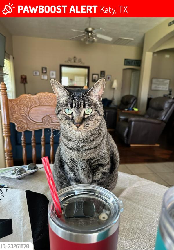 Lost Female Cat last seen N. Fawnlake Dr. Katy 77493, Katy, TX 77493