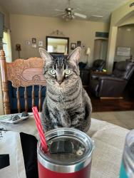 Lost Female Cat last seen N. Fawnlake Dr. Katy 77493, Katy, TX 77493
