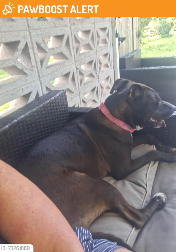 Found/Stray Female Dog last seen Linda street, Escambia County, FL 32506