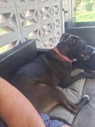Found/Stray Female Dog last seen Linda street, Escambia County, FL 32506