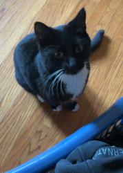Lost Female Cat last seen 97st and 118ave, Edmonton, AB T5E 3X8