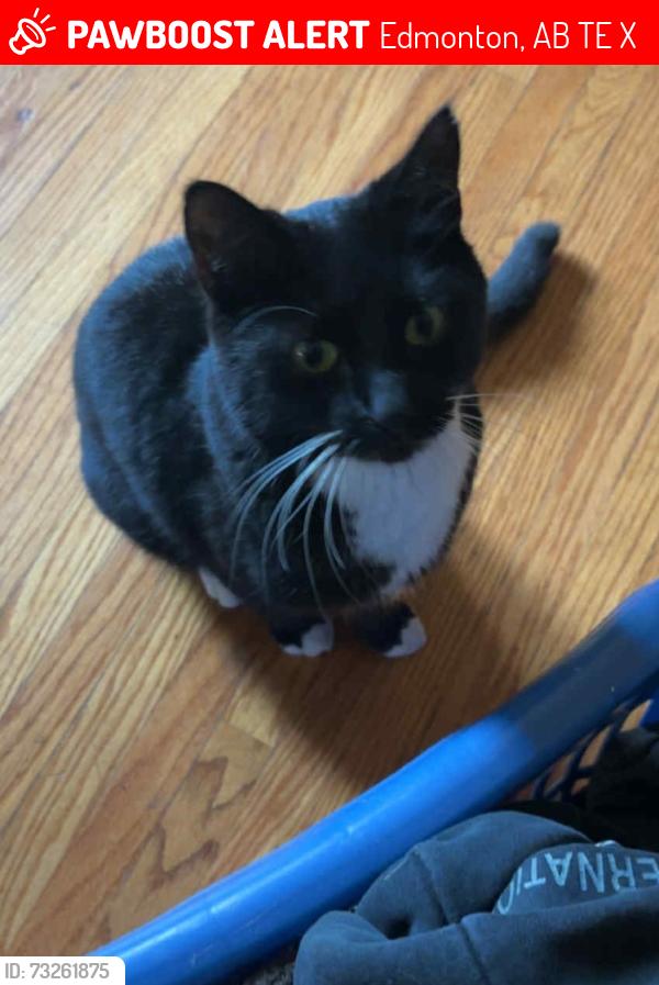 Lost Female Cat last seen 97st and 118ave, Edmonton, AB T5E 3X8