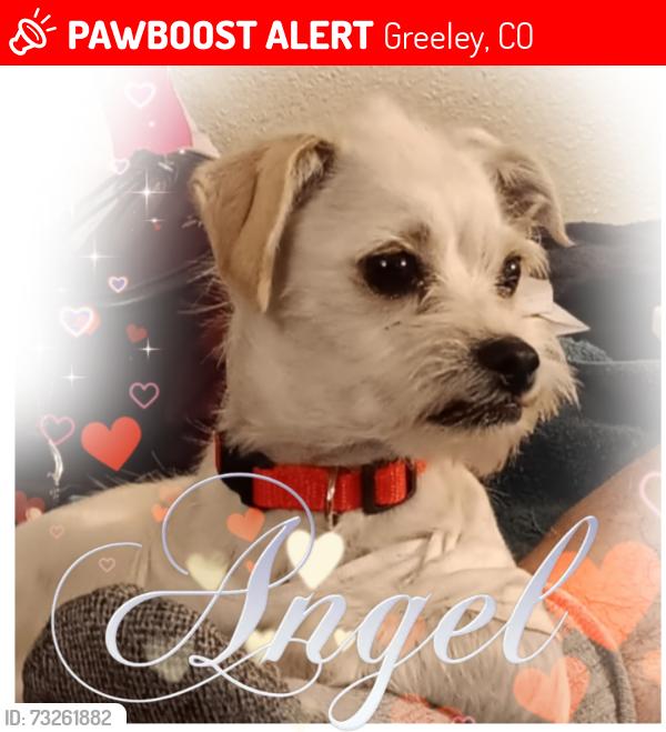 Lost Male Dog last seen 21st ave 10th street park, Greeley, CO 80631