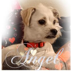 Lost Male Dog last seen 21st ave 10th street park, Greeley, CO 80631