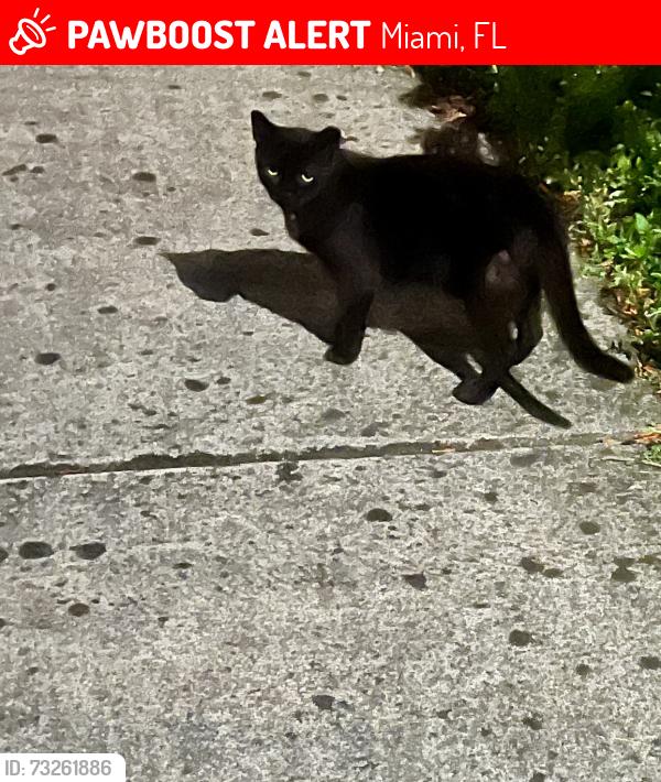 Lost Male Cat last seen Near nw 63 av, Miami, FL 33126