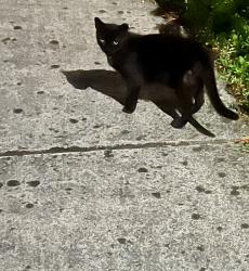 Lost Male Cat last seen Near nw 63 av, Miami, FL 33126