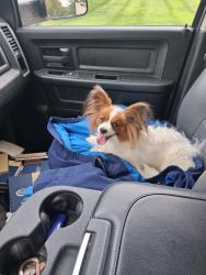 Reunited Female Dog last seen Farmington rd west accokeek, Accokeek, MD 20607