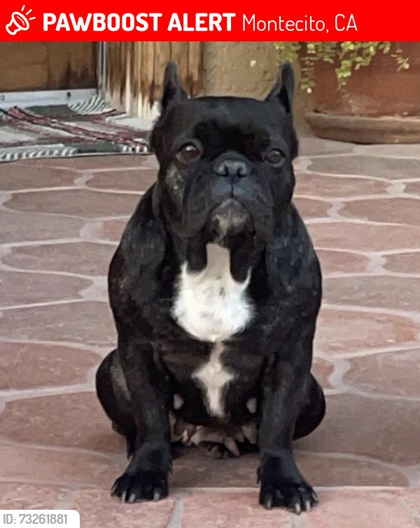 Lost Female Dog last seen Mimosa Lane and San Ysidro Road, Montecito, CA 93108