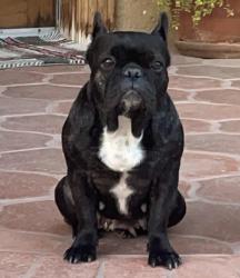 Lost Female Dog last seen Mimosa Lane and San Ysidro Road, Montecito, CA 93108