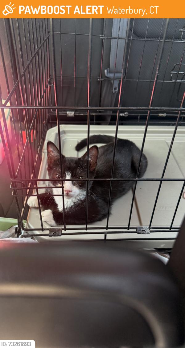 Found/Stray Male Cat last seen Backyard, Waterbury, CT 06705