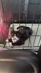 Found/Stray Male Cat last seen Backyard, Waterbury, CT 06705