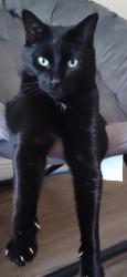 Lost Male Cat last seen Near McMullen Crescent, Brampton, ON L6S 3M2
