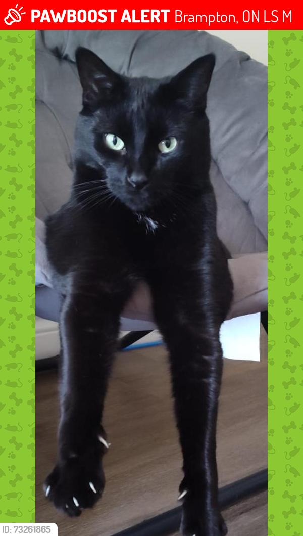 Lost Male Cat last seen Near McMullen Crescent, Brampton, ON L6S 3M2