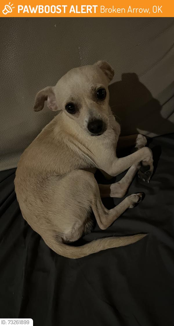 Found/Stray Male Dog last seen 101st & Elm, Broken Arrow, OK 74012