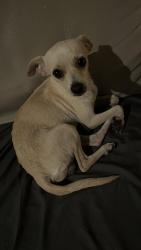 Found/Stray Male Dog last seen 101st & Elm, Broken Arrow, OK 74012