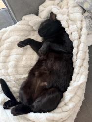 Lost Male Cat last seen Mini Roundabout, Greater London, England SE18 2BZ