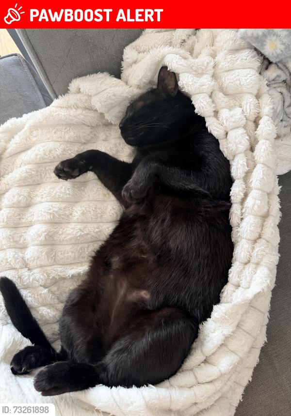 Lost Male Cat last seen Mini Roundabout, Greater London, England SE18 2BZ