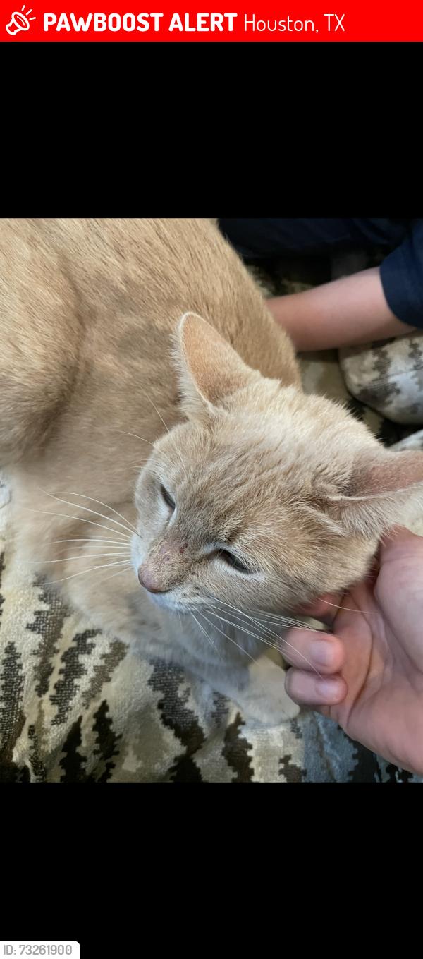 Lost Female Cat last seen Albans/kent, Houston, TX 77005