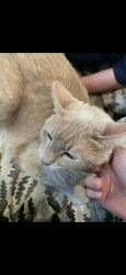 Lost Female Cat last seen Albans/kent, Houston, TX 77005