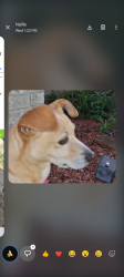 Found/Stray Female Dog last seen Lafferty and Spencer, Pasadena, TX 77504