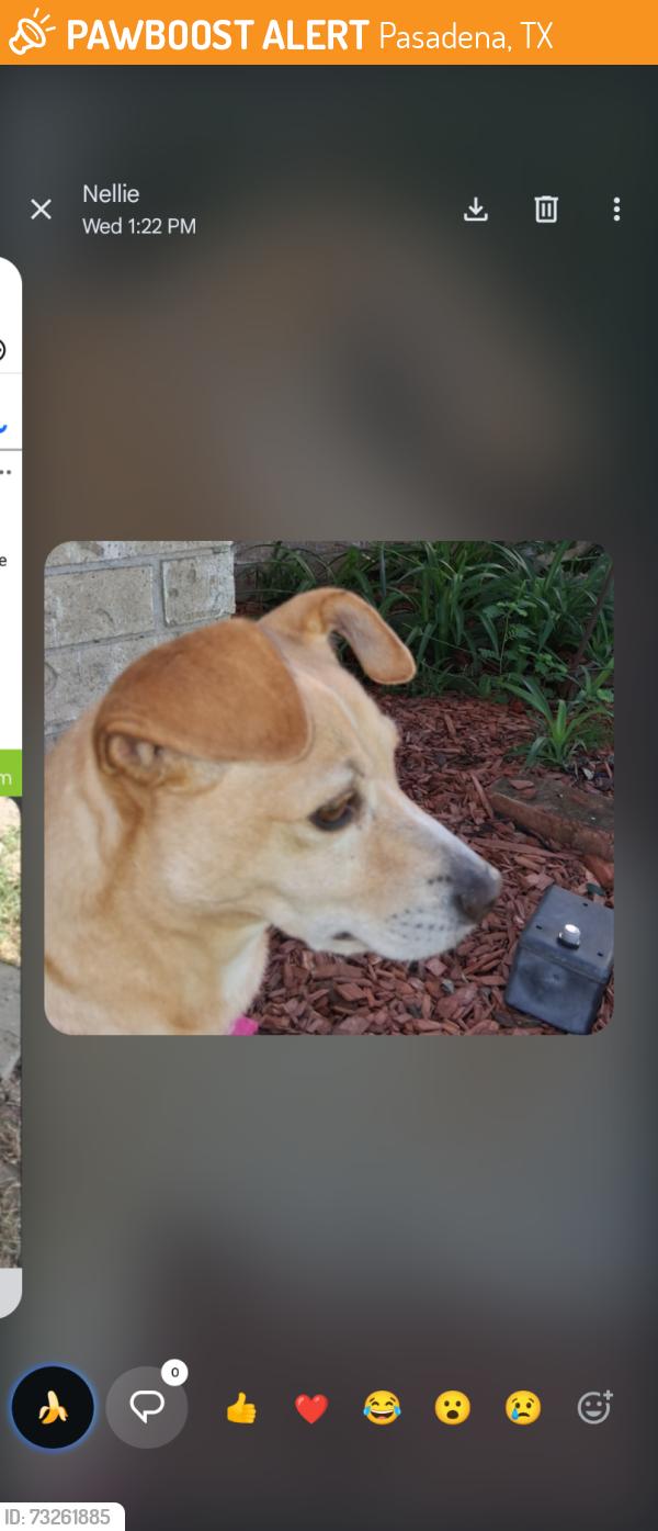 Found/Stray Female Dog last seen Lafferty and Spencer, Pasadena, TX 77504