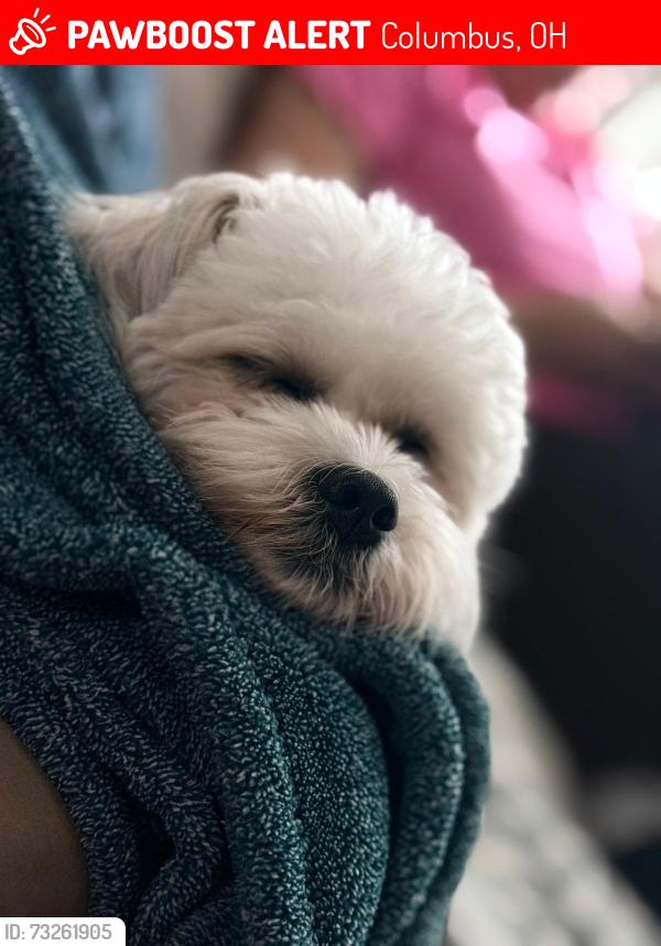 Lost Female Dog last seen School, Columbus, OH 43229