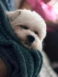 Lost Female Dog last seen School, Columbus, OH 43229