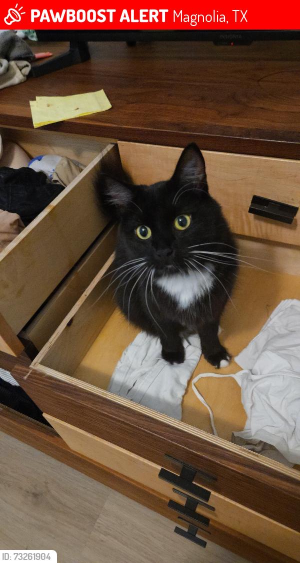 Lost Male Cat last seen Audubon near Tree Swallow Court, Magnolia, TX 77354