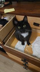 Lost Male Cat last seen Audubon near Tree Swallow Court, Magnolia, TX 77354