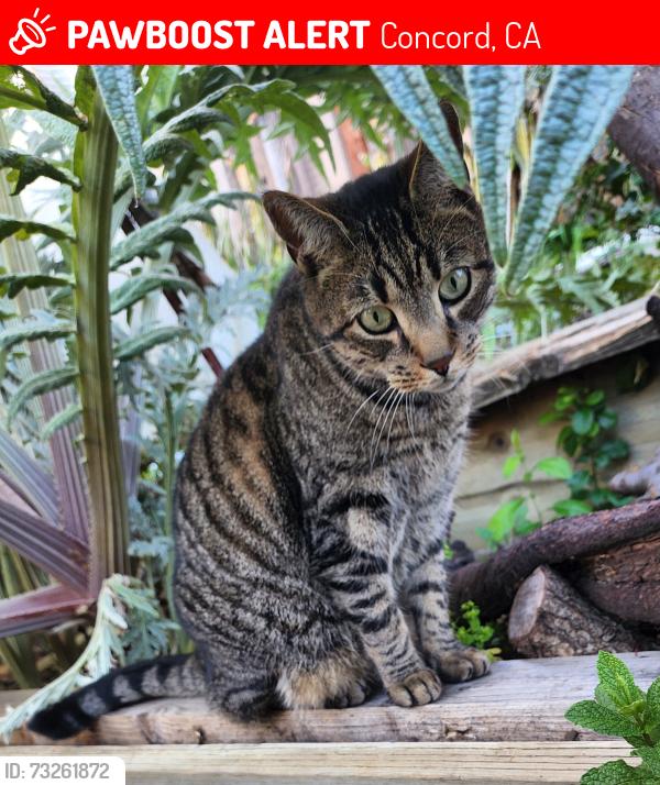 Lost Male Cat last seen Ponderosa Drive near Acacia, Concord, CA 94520